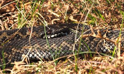 Country diary: Keeping a close eye on the adders