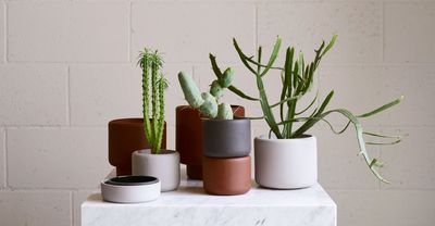 5 of the Best Ways to Decorate With Cacti — Expert Tricks to Make These Sculptural Houseplants Feel Modern