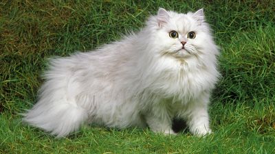 32 reasons to love Persian cats