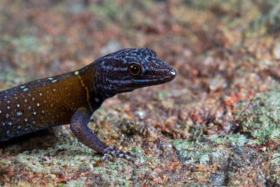 New lizard species is Vincent van Gecko