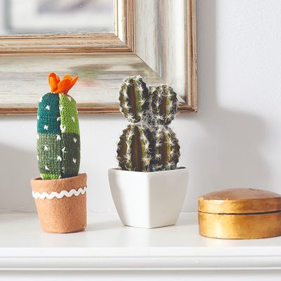 How to get your cactus to flower – you can do it with (nearly) any cactus