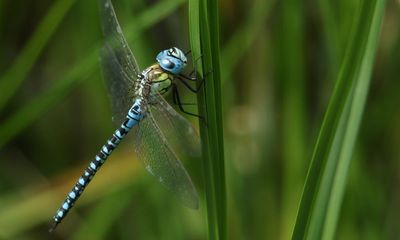 Nominate your UK invertebrate species of the year
