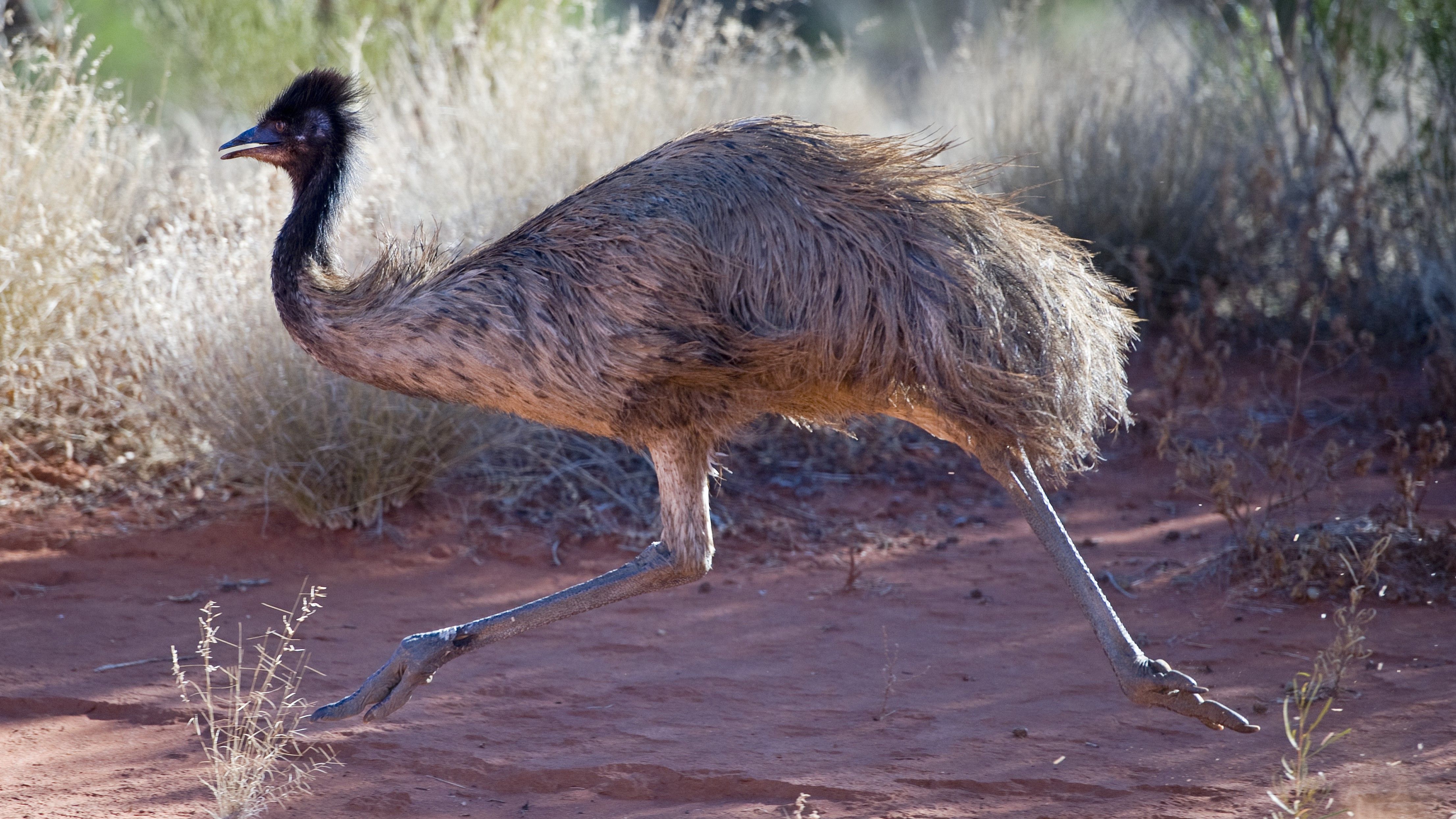 Australian hiker gets up close and personal with emu