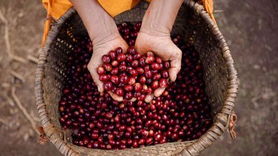 Is your coffee 'ethical'? Experts explain how to check and what to look for