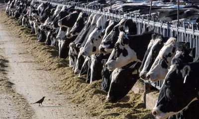 Person diagnosed with bird flu in Texas, health officials say