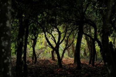 Newly Discovered Ecoregion In Africa Home To Unique Biodiversity