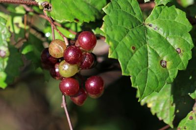 What are muscadine grapes?