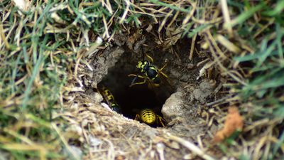 How to get rid of ground wasps – 5 pest control-approved methods