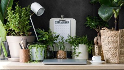 Best plants for an office — 8 expert choices that are easy to take care of