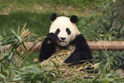 Beloved Giant Panda Fu Bao Departs South Korea