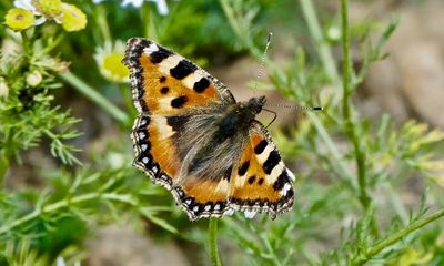 Butterfly study finds sharpest fall on record for small tortoiseshell in England