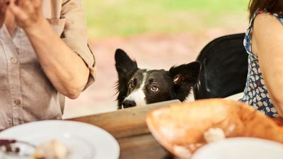 Trainer suggests feeding your dog from your plate when you're out and about, and it's not the advice we expected