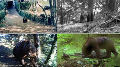 Endangered brown bears bounce back in the French Pyrenees