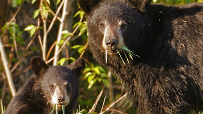 Yellowstone Ranger seriously unimpressed by tourist caught snapping close-up photos of bear cubs