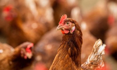 ‘Significant market concentration’: Australian farming lobby calls for poultry industry code of conduct