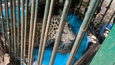 BMTC bus encounters leopards near Turahalli Forest in Bengaluru