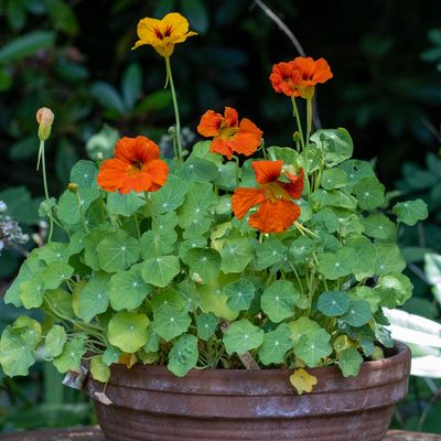 When to plant nasturtium seeds - Experts reveal the perfect time to sow these edible flowers