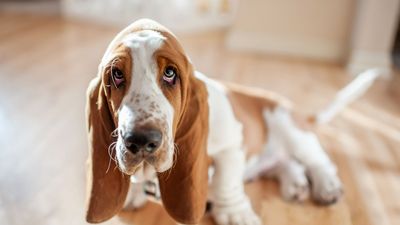32 fun facts about basset hounds