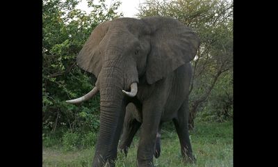 Elephant attacks safari vehicle, killing American tourist; video