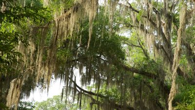 Does Spanish moss kill trees? The experts advise