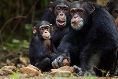 Boom in mining for renewable energy minerals threatens Africa’s great apes