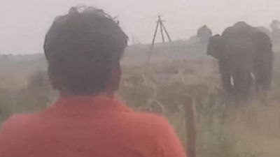 Tusker strays into Telangana, kills man in Asifabad