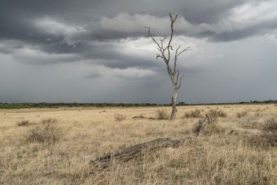 Zimbabwe Declares El Nino Drought A National Disaster