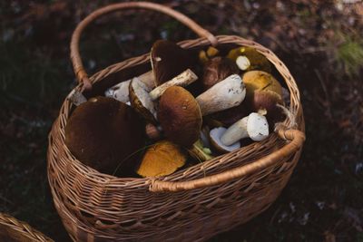 Fungi for Fitness: 5 Best Mushroom Supplements Can Boost Your Health