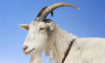 Get your goat: Italian island overrun by the animals offers to give them away