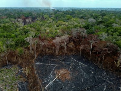 Despite Gains In Brazil, Forest Destruction Still 'Stubbornly' High: Report
