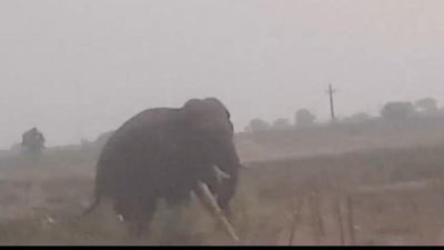 Elephant which strayed into Telangana kills another farmer