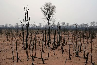 Global rainforest loss continues at rate of 10 football pitches a minute