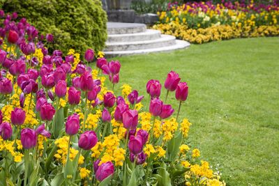 Is This Viral "Baby Powder" Hack the Best Way to Protect Garden Bulbs From Pests? We Ask the Experts