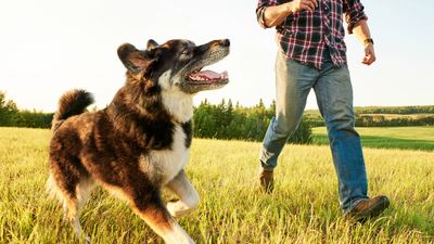 Dog trainer reveals her golden rule for recall training (we can't believe how simple it is!)