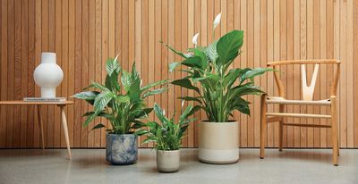 How to care for a peace lily – an expert guide to getting the most out of these beautiful houseplants