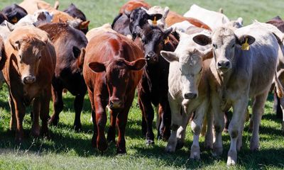 US banks ‘sabotaging’ own net zero plans by livestock financing, report claims