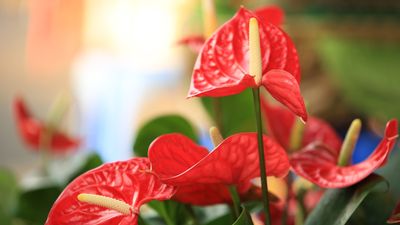 How to get an anthurium to bloom again – and keep it flowering for longer