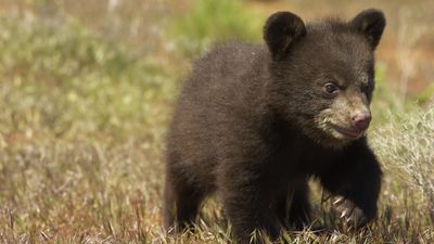 Bear cub killed in Oregon after being fed from hands and plates – official explains why
