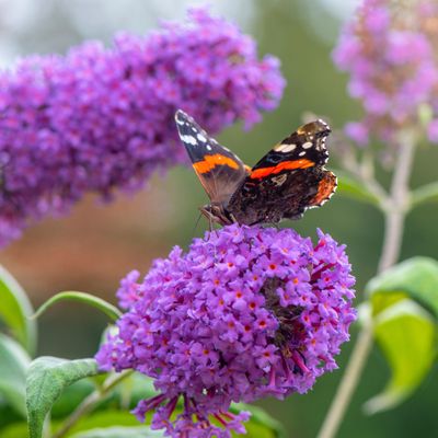 What to prune in April – your ultimate pruning guide to get your garden ready for spring