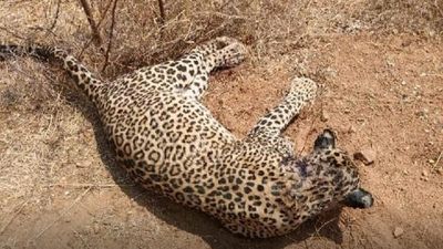 Fourth leopard found dead in erstwhile Anantapur district in two months