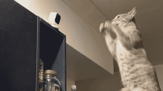 Smart home camera lets cat show its human some love — and its moves!