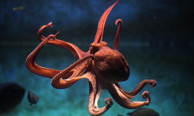 ‘The finger-touch sent shivers down my spine’: my encounter with a common octopus