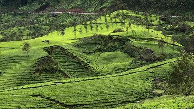 Temperature rises 4°C in Munnar this March