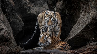 Help save the most endangered big cat, with the Remembering Tigers photo book