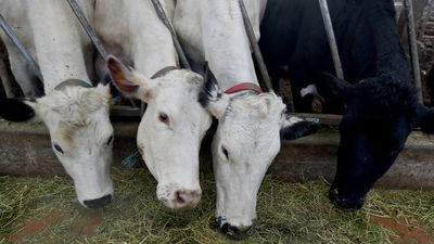 H5N1: What to know about the bird flu cases in cows, goats and people