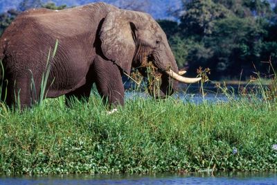 US tourist killed after bull elephant toppled safari vehicle in Zambia