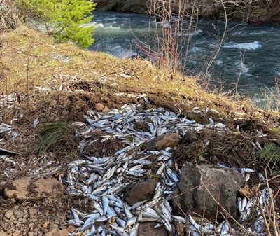 Fish out of water story ends with 77,000 young salmon in the wrong water