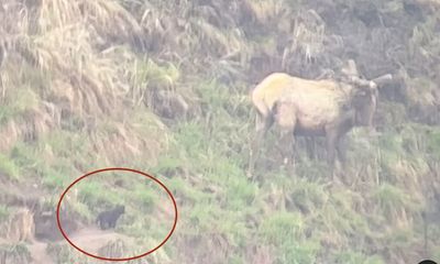 Watch: Tiny Yellowstone wolf pup leaves den, encounters bull elk