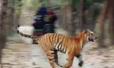 Surreal footage shows tiger chasing bear through forest