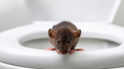 Bite from toilet rat hospitalizes man in Canada